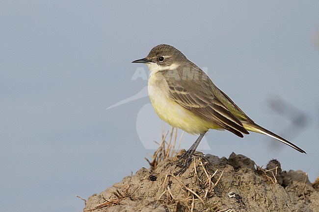 Grey-headed Wagtail - Nordische Schafstelze - Motacilla flava ssp. thunbergi, Cyprus, adult female stock-image by Agami/Ralph Martin,