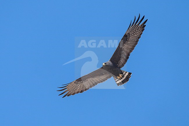 Adult
Pima Co., AZ
April 2024 stock-image by Agami/Brian E Small,