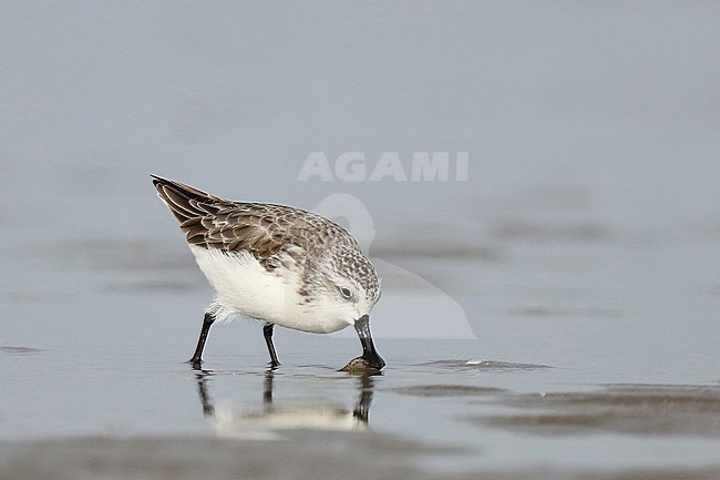 Spoon-billed Sandpiper (Eurynorhynchus pygmeus) wintering along the east coast of China near Xitou in Guangdong. A critically endangered wader. stock-image by Agami/Jonathan Martinez,