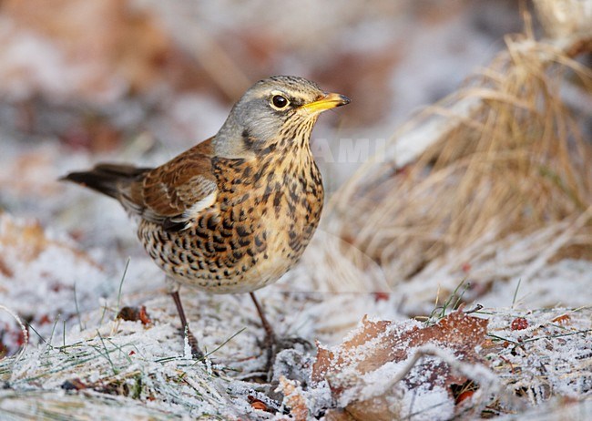 Kramsvogel op berijpte grond; Fieldfare on frosty ground stock-image by Agami/Markus Varesvuo,