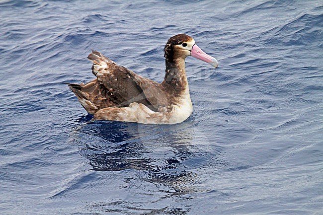 Stellers Albatros subadult zwemmend; Short-tailed Albatross subadult swimming stock-image by Agami/Pete Morris,