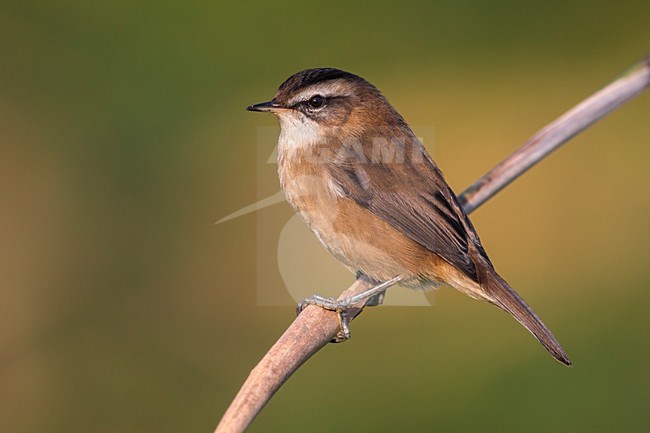 Zwartkoprietzanger, Moustached Warbler stock-image by Agami/Daniele Occhiato,