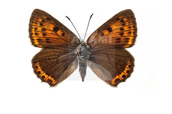 Rode vuurvlinder; Purple-edged Copper; Lycaena hippothoe stock-image by Agami/Wil Leurs,