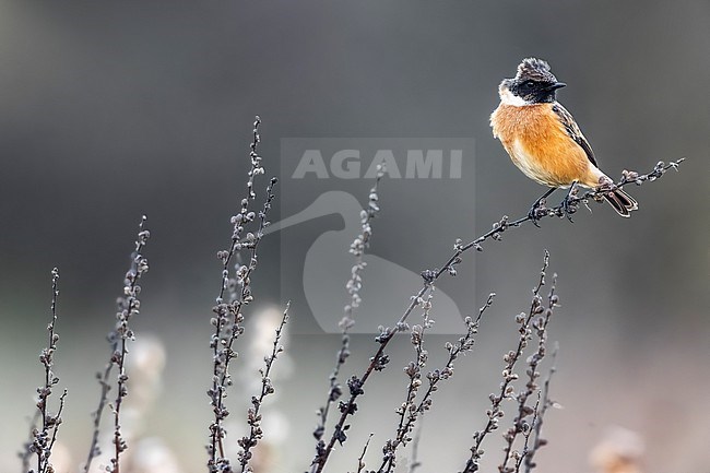 European Stonechat (Saxicola rubicola) in Italy. stock-image by Agami/Daniele Occhiato,