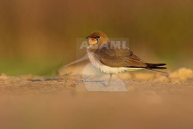 Collared Pratincole, Glareola pratincola, in Italy. stock-image by Agami/Daniele Occhiato,