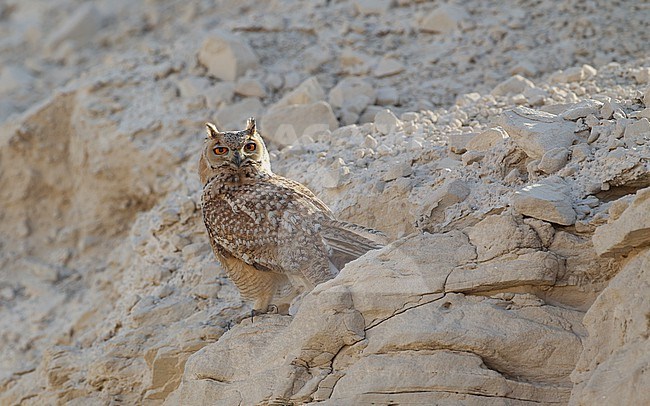 Pharaoh Eagle-Owl (Bubo ascalaphus), perched in Dubai, UAE stock-image by Agami/Helge Sorensen,
