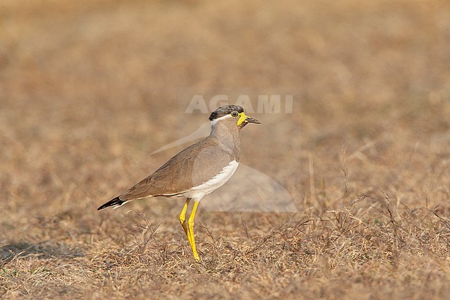 Adult Yellow-wattled Lapwing (Vanellus malabaricus) standing on arid ground. stock-image by Agami/Marc Guyt,