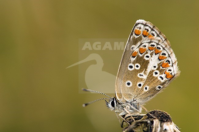 Bruin blauwtje / Brown Argus (Aricia agestis) stock-image by Agami/Wil Leurs,