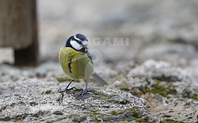 African Blue Tit (Cyanistes teneriffae teneriffae) in Tenerife, Canary Islands stock-image by Agami/Helge Sorensen,