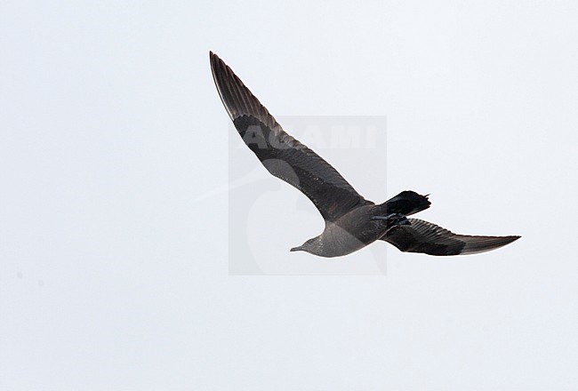 Dark phase Arctic Skua (Stercorarius parasiticus) in flight off the southern coast in England in autumn. stock-image by Agami/Marc Guyt,