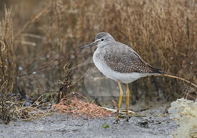 Kleine Geelpootruiter, Lesser Yellowlegs, Tringa flavipes stock-image by Agami/Arie Ouwerkerk,