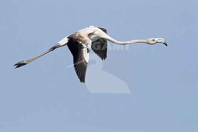 Greater Flamingo (Phoenicopterus roseus), juvenile in flight showing upperparts stock-image by Agami/Saverio Gatto,