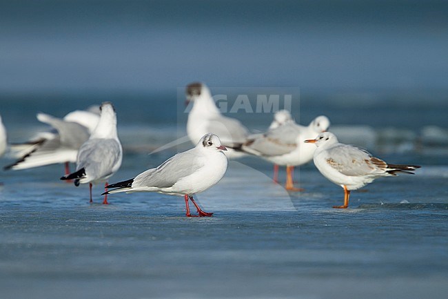 Black-headed Gull - Lachmöwe - Larus ridibundus, Switzerland stock-image by Agami/Ralph Martin,