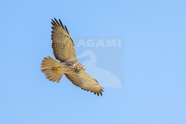 Juvenile (intermediate morph)
San Diego Co., CA
April 2023 stock-image by Agami/Brian E Small,