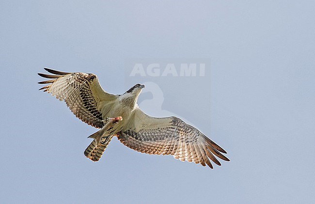 American Osprey, Pandion carolinensis, in Colombia. flying overhead with a fish in its claws. stock-image by Agami/Pete Morris,