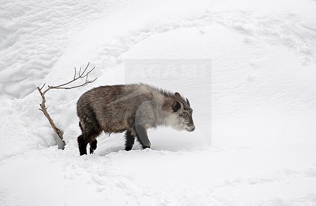 Japanese serow (Capricornis crispus) in the snow stock-image by Agami/Pete Morris,