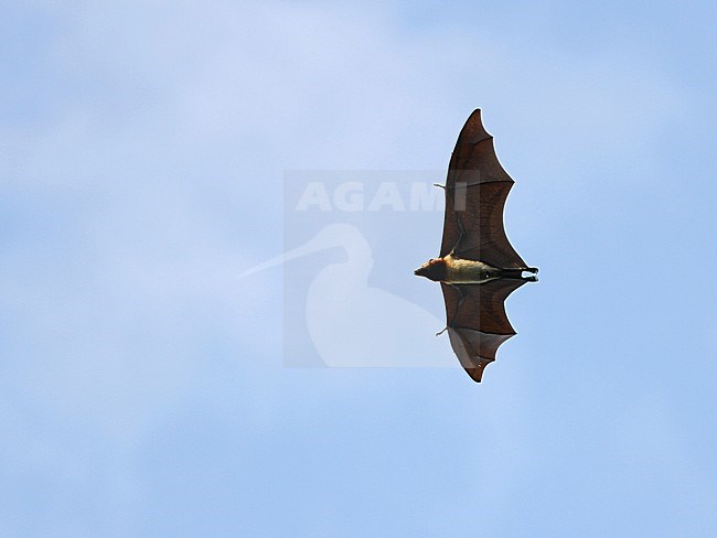 Moluccan flying fox (Pteropus chrysoproctus) on the Indonesia island of Buru. Flying over canopy at dusk, seen from below. Listed as Vulnerable by the IUCN. stock-image by Agami/James Eaton,