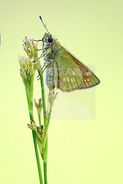 Large Skipper, Ochlodes sylvanus stock-image by Agami/Wil Leurs,