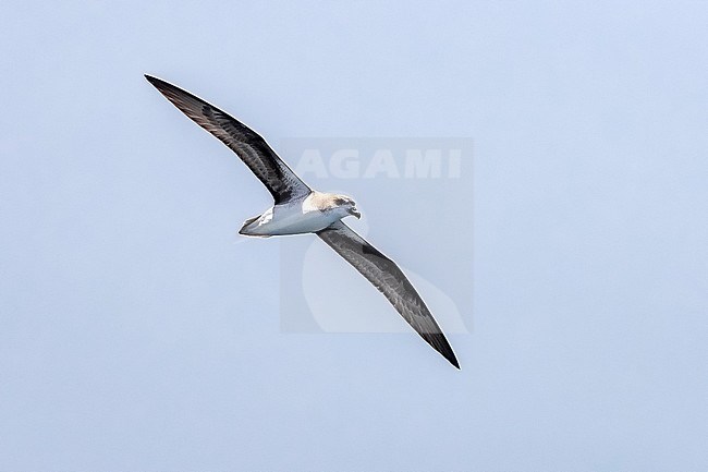 Cape Verde Petrel (Pterodroma feae) flying off Raso, Cape Verde. stock-image by Agami/Vincent Legrand,