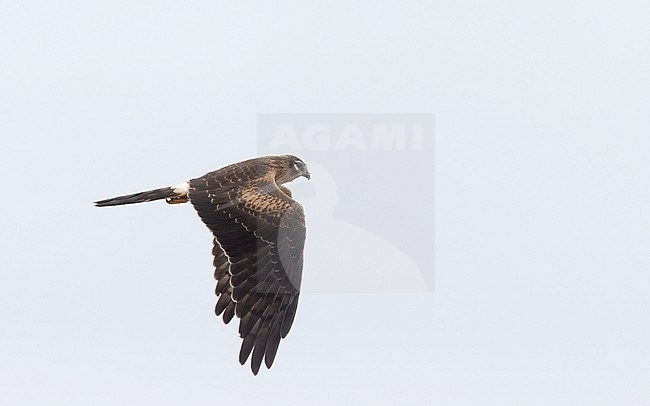 Juvenile female Montagu's Harrier (Circus pygargus) in flight during migration at Falsterbo, Scania, Sweden. Sideview showing topside. stock-image by Agami/Helge Sorensen,