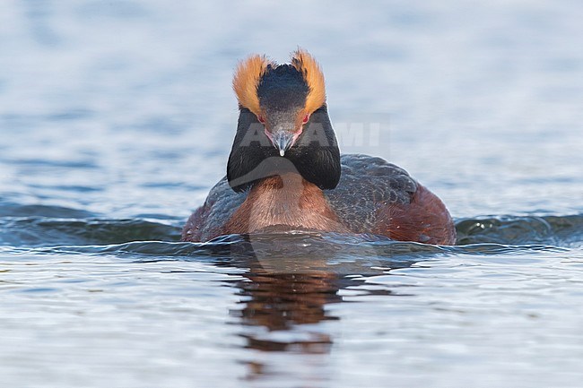 Horned Grebe (Podiceps auritus), adult swimming in a pond stock-image by Agami/Saverio Gatto,