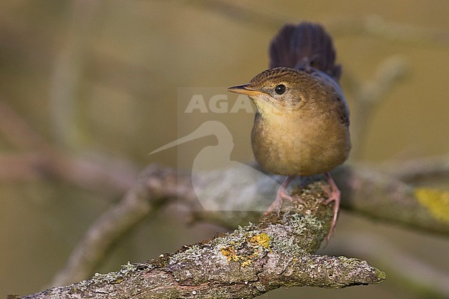 Juvenile Common Grasshopper Warbler (Locustella naevia naevia) perched in low bush in Germany during late summer. Seldom photographed plumage. stock-image by Agami/Ralph Martin,