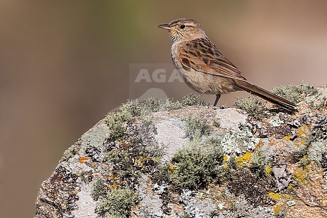 Streak-backed Canastero (Asthenes wyatti) Perched on top of a large boulder  in Argentina stock-image by Agami/Dubi Shapiro,