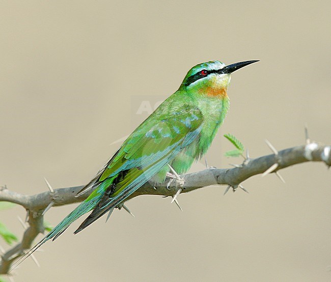 Blue-cheeked Bee-eater (Merops persicus) stock-image by Agami/Dick Forsman,