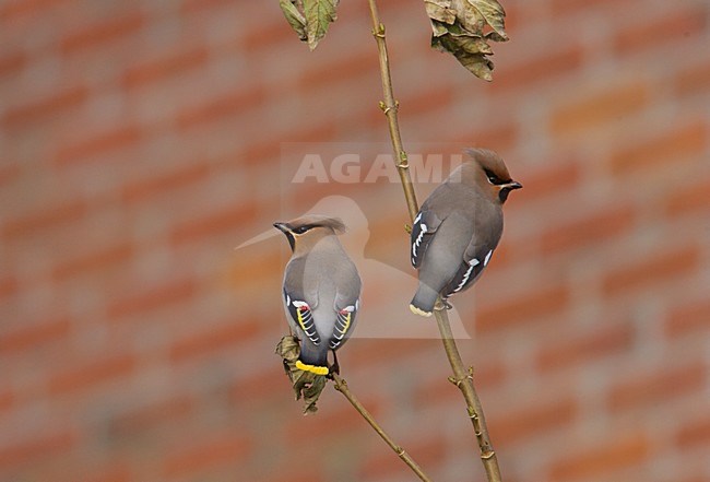 Bohemian Waxwing perched; Pestvogel zittend stock-image by Agami/Arie Ouwerkerk,