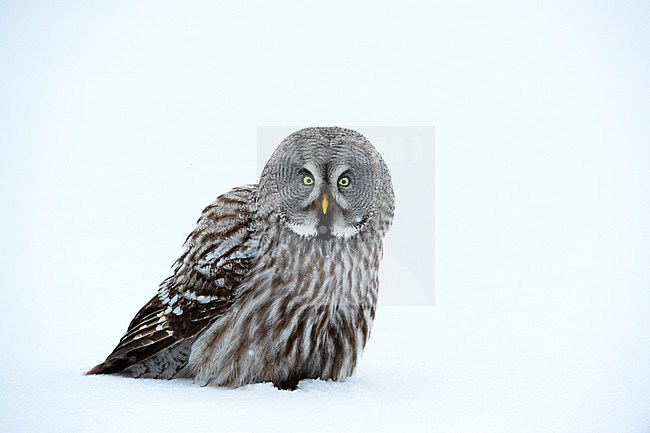 Laplanduil, Great Grey Owl stock-image by Agami/Jari Peltomäki,