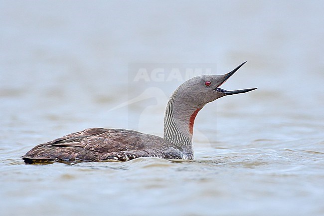 Red-throated Loon (Gavia stellata) swimming and calling, Iceland stock-image by Agami/Tomas Grim,