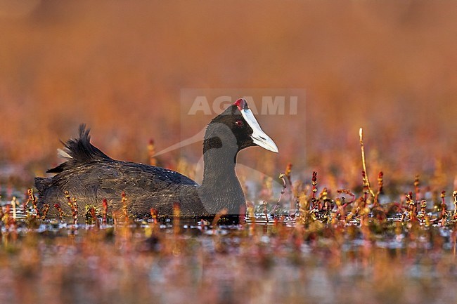 Crested Coot swiming in Dayat Aoua Lake, Immousert, Morocco. May 2012. stock-image by Agami/Vincent Legrand,