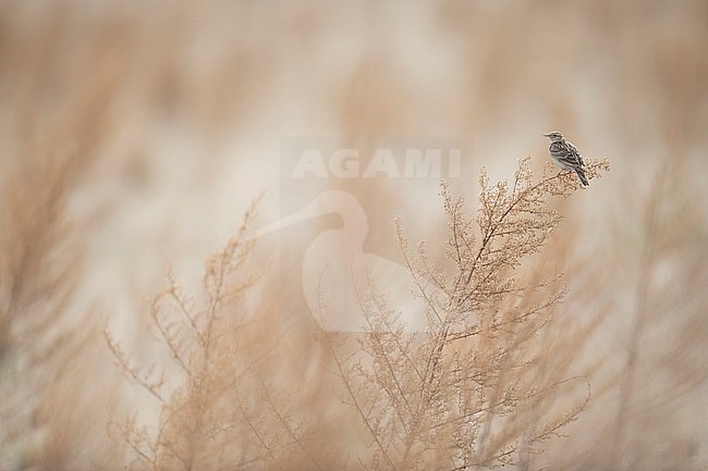 Adult Eastern Eurasian skylark (Alauda arvensis kiborti) in Russia (Baikal) stock-image by Agami/Ralph Martin,