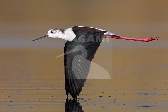 Vrouwtje Steltkluut in de vlucht; Female Black-winged Stilt in flight stock-image by Agami/Daniele Occhiato,