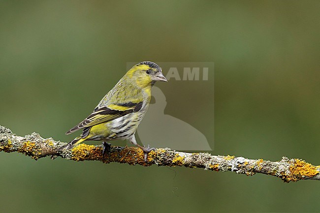 sijs zittend op bemoste tak; Siskin sitting on mossy branch; stock-image by Agami/Walter Soestbergen,