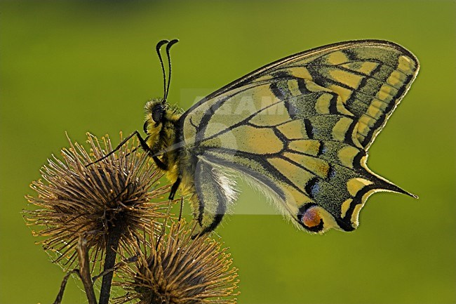 Koninginnepage, Swallowtail stock-image by Agami/Menno van Duijn,