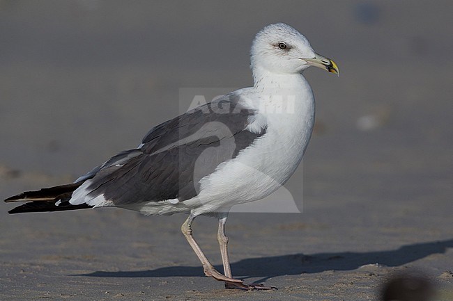 Heuglin's Gull (Larus heuglinii), standing on a beach, Taqah, Dhofar, Oman stock-image by Agami/Saverio Gatto,