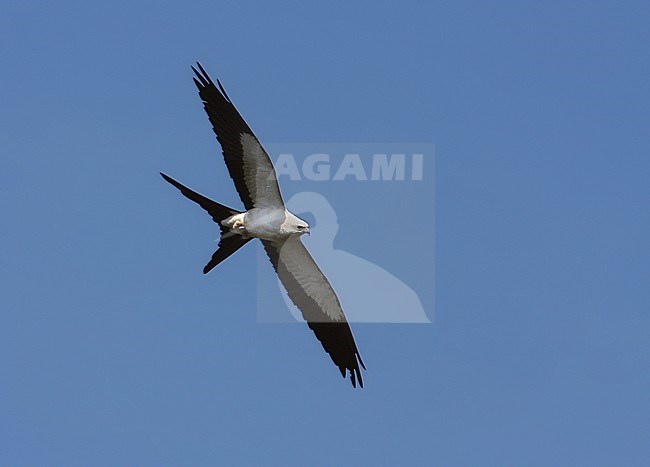 Swallow-tailed Kite, Elanoides forficatus stock-image by Agami/Greg & Yvonne Dean,