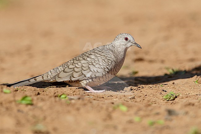 Adult
Hidalgo Co., TX
February 2014 stock-image by Agami/Brian E Small,