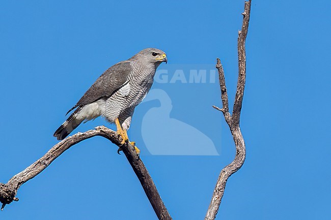 Adult
Pima Co., AZ
April 2024 stock-image by Agami/Brian E Small,