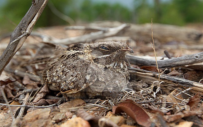 Adult Indian Nightjar (Caprimulgus asiaticus) on nest wtih two chicks at Petchaburi, Thailand stock-image by Agami/Helge Sorensen,