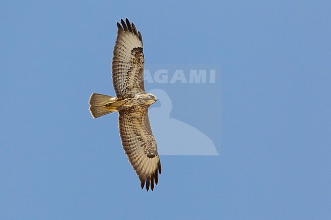 Steppebuizerd in de vlucht; Steppe Buzzard in flight stock-image by Agami/Daniele Occhiato,