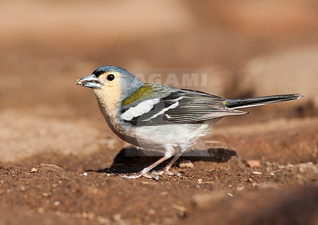 Madeira Chaffinch, Madeira vink, Fringilla coelebs maderensis stock-image by Agami/Marc Guyt,