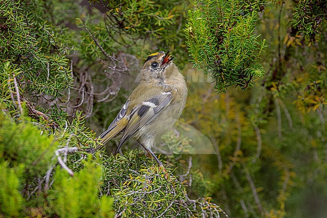 Azores Goldcrest (Regulus azoricus azoricus) flying at Furnas lake, Sao Miguel, Azores, Portugal. stock-image by Agami/Vincent Legrand,