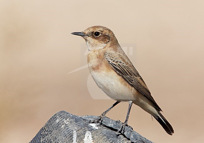 Oostelijke Blonde Tapuit vrouwtje staand; Eastern Black-eared Wheatear female perched stock-image by Agami/Markus Varesvuo,