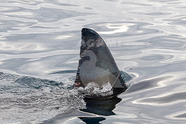 Dorsal Fin of a Great White Shark named 'Deb' near Seal Island in False Bay, South Africa. stock-image by Agami/Vincent Legrand,