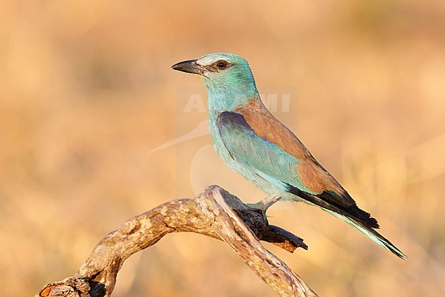 European Roller (Coracias garrulus), adult female perched on a dead trunk, Campania, Italy stock-image by Agami/Saverio Gatto,