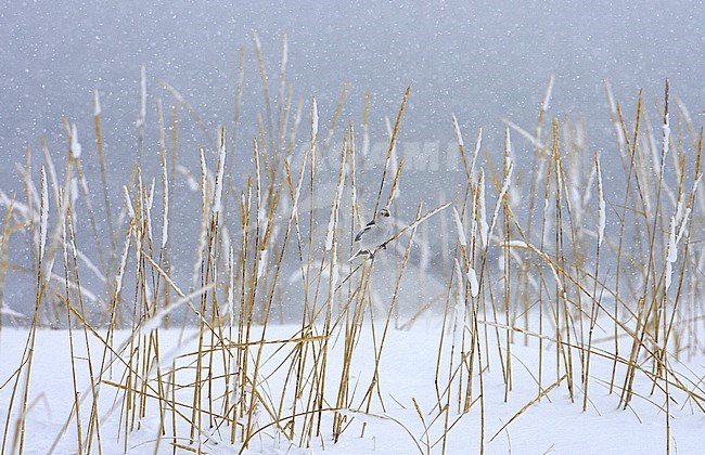 Snow Bunting; Plectrophenax nivalis stock-image by Agami/Jari Peltomäki,