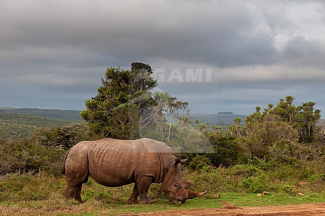 A white rhinoceros, Caratotherium simum, grazing. Eastern Cape South Africa stock-image by Agami/Sergio Pitamitz,