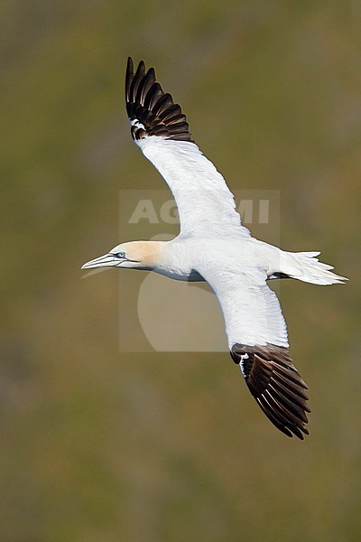 Northern Gannet (Morus bassanus) flying along the coastline of Newfoundland, Canada. stock-image by Agami/Glenn Bartley,